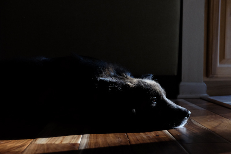 An old dog, lying with his face in a beam of light. His body is hidden in deep shadow to the left, and the light gently highlights the outline of his head. He looks a little tired.